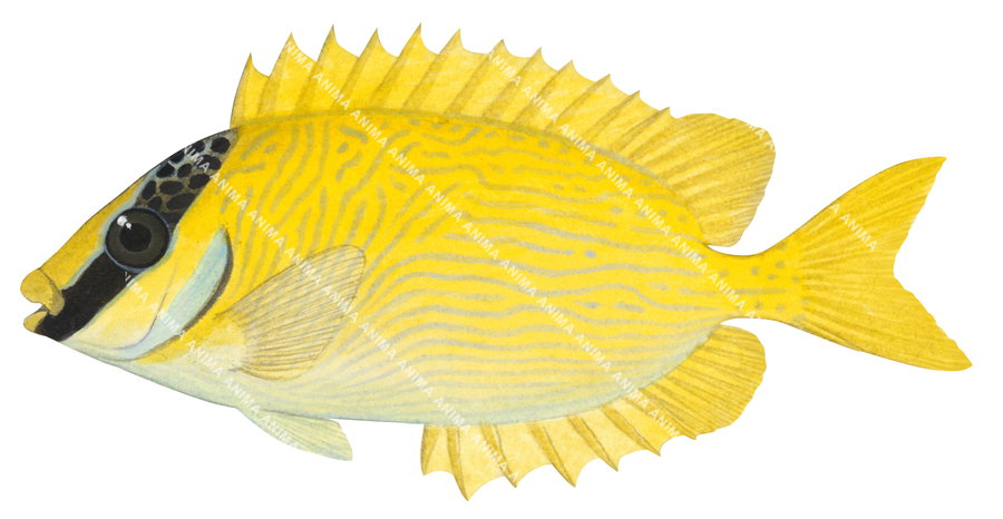Masked Rabbitfish