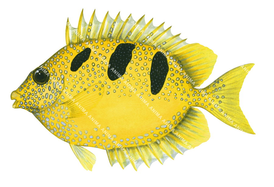 An accurate side view illustration of a Threespot Rabbitfish with a yellow body with white spots and 3 large black patch on its back.