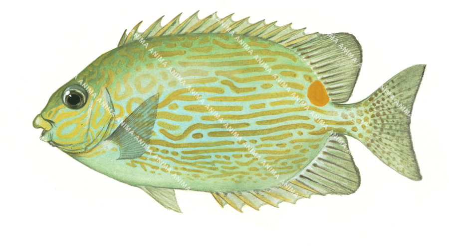 Goldlined Rabbitfish,Green