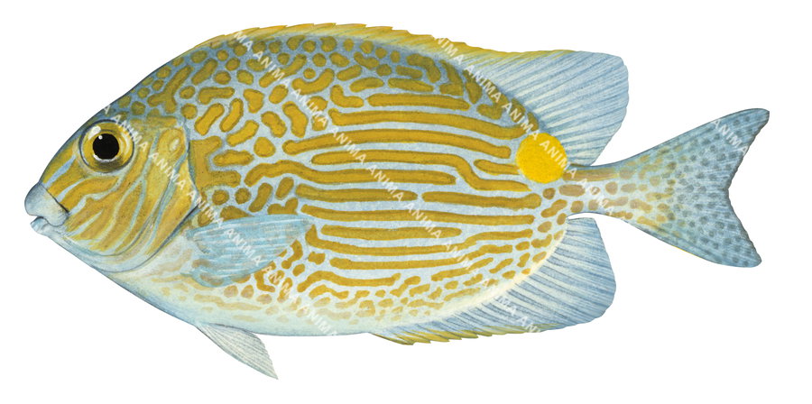 An illustration of a Goldlined Rabbitfish, with a predominantly yellow and blue coloration, oblong shape body, side view.