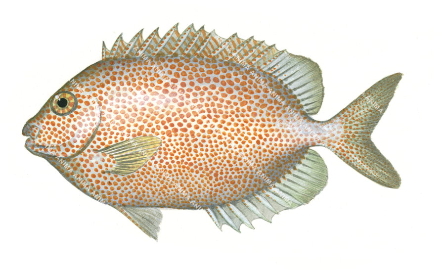 Spotted Rabbitfish, Orange spots
