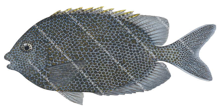 A detailed illustration of the Spotted Rabbitfish, side view, its body is grey with many brown spots and yellow dorsal fin.
