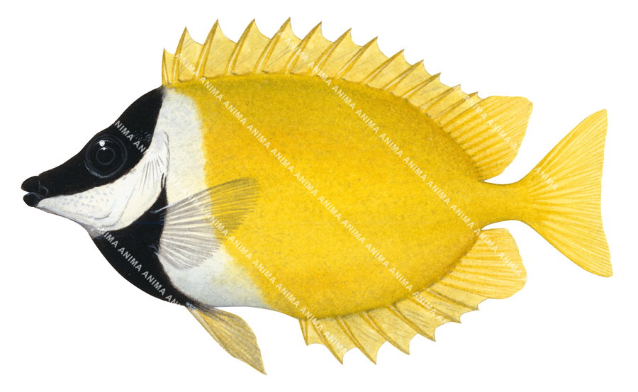 A colourful fish illustration of the Foxface won white background, side view, the fish has a black and white head and a bright yellow body.