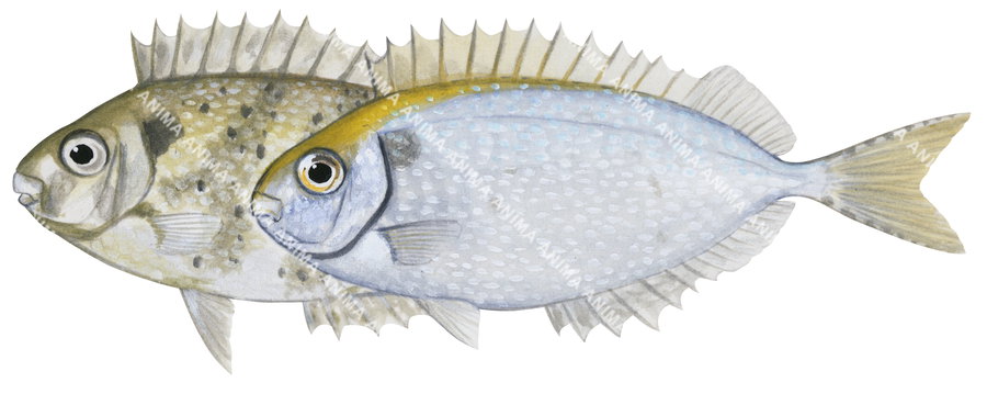 Illustration of a male and female Black Rabbitfish with a white and blue coloration and long dorsal fin, side views.