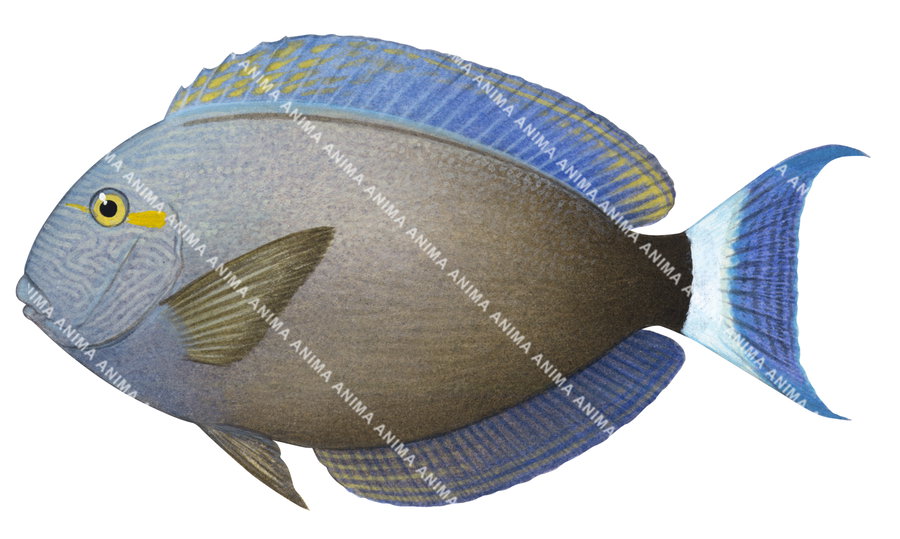An accurate illustration of the Dark Surgeonfish on white background, side view, mainly blue and light brown colours.