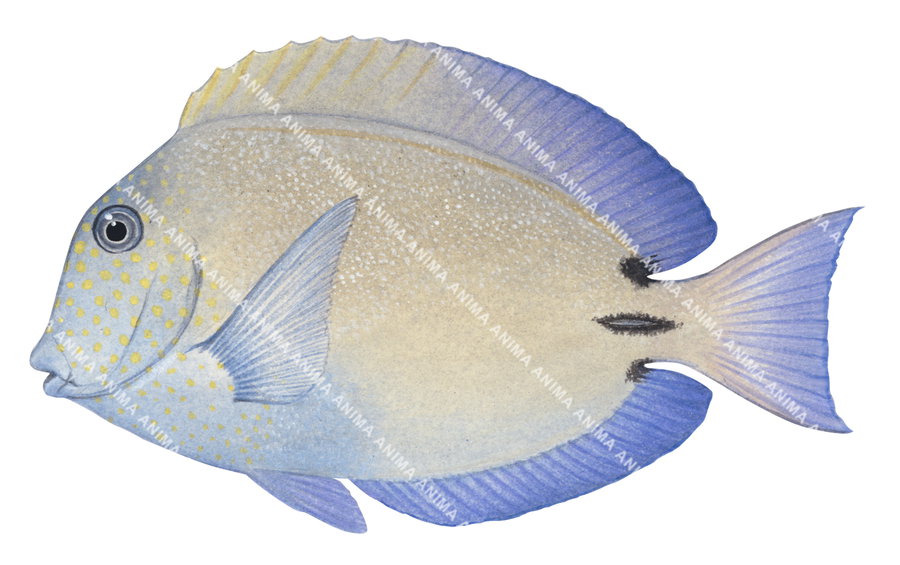 Dusky Surgeonfish