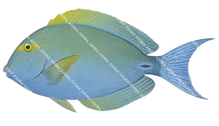 Yellowmask Surgeonfish