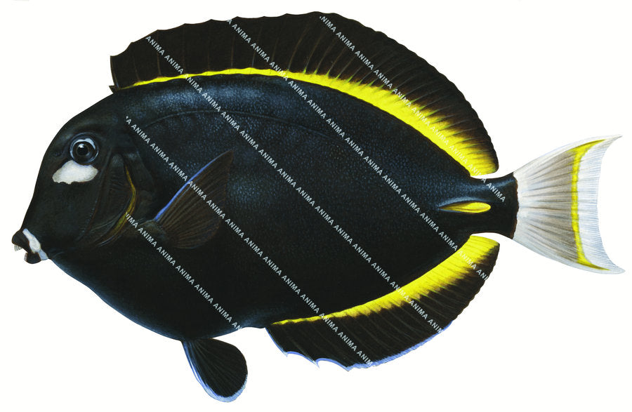 Accurate,stunning illustration of the Velvet Surgeonfish,Acanthurus nigricans, side view.