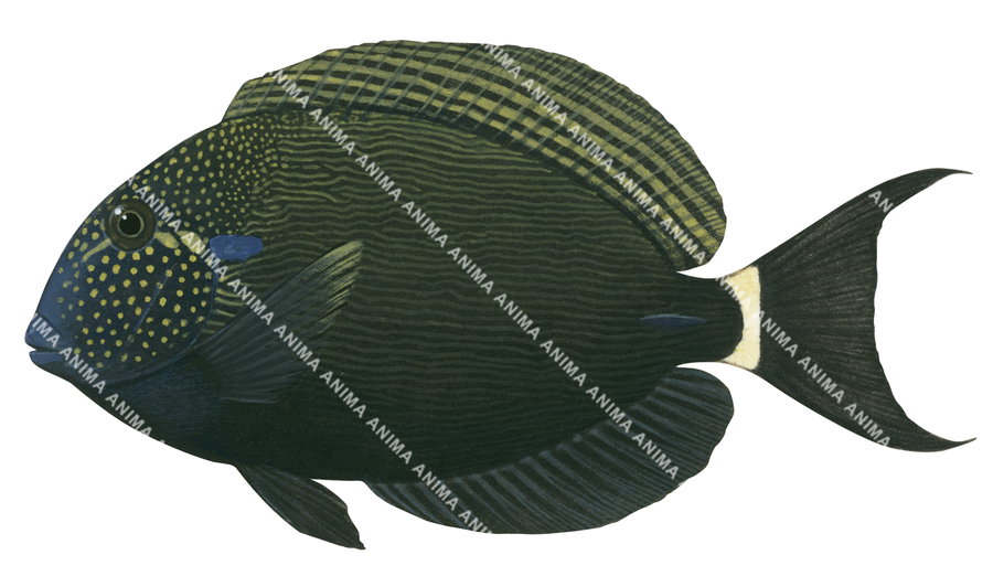 Spotted-face Surgeonfish