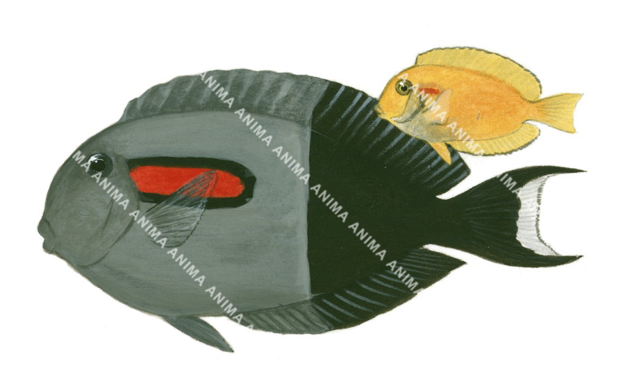 Orangeblotch Surgeonfish-2