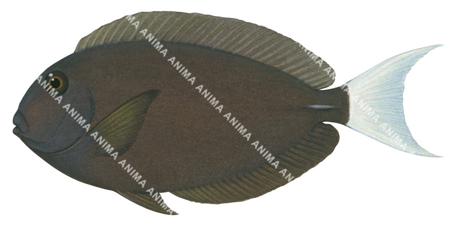Night Surgeonfish