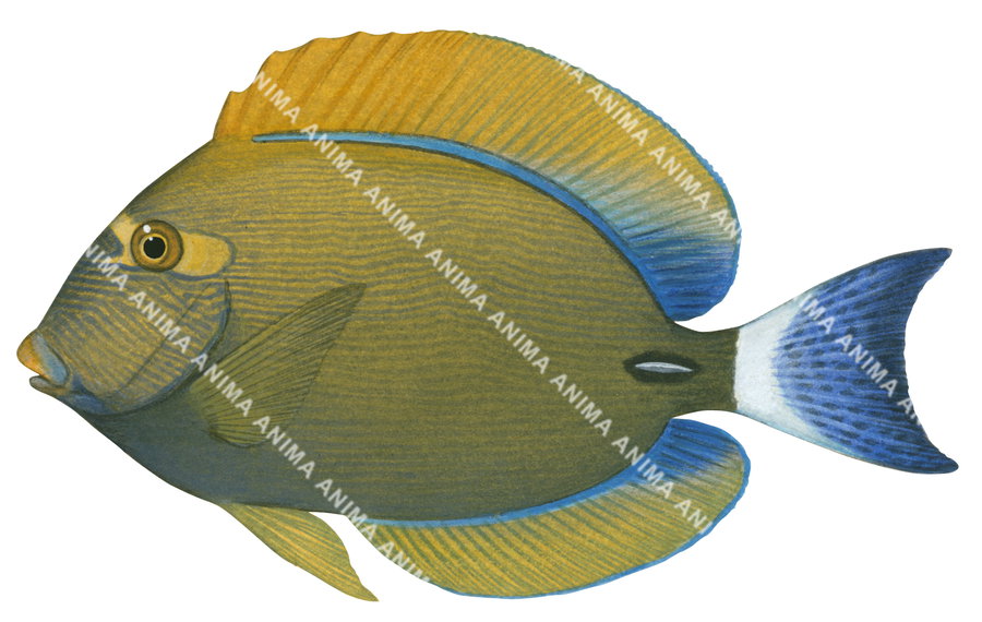 Pencil Surgeonfish
