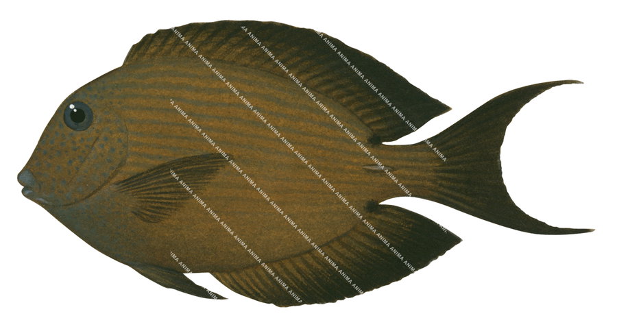 Twospot Bristletooth,