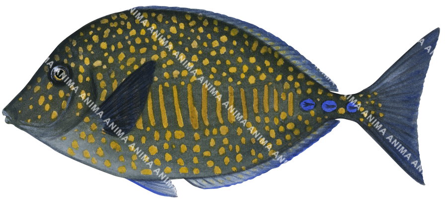 An illustration of the Spotted Sawtail on white background and side view with its brown body with yellow dots and stripes.