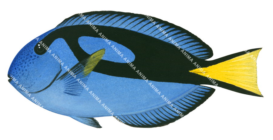 A illustration of a blue tang fish, with a black and blue coloration and yellow fin on white background and side view,