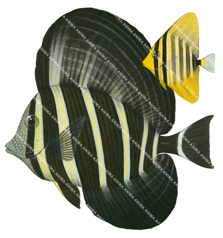An accurate side view illustration of the Adult and juvenile Sailfin, the adult has a black body with white and yellow stripes and the juvenile has a yellow body with black stripes.