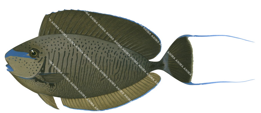 An accurate illustrations of the Bignose Unicornfish on white background, side view with its body mainly brown with black stripes and spots, he has a blue spot on its nose.