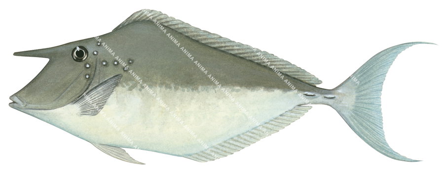 An accurate illustration of the Humpback Unicornfish on white background, side view with a pale blue tail and a grey and white body.