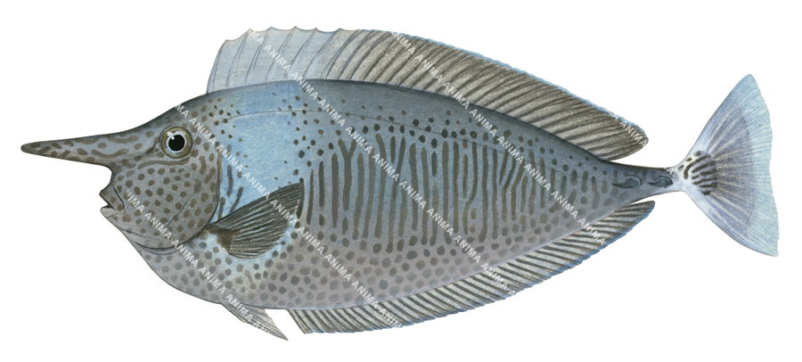 An Illustration of a Spotted Unicornfish, with a blue and grey colour, strips, spots and a long nose on white background, side view.