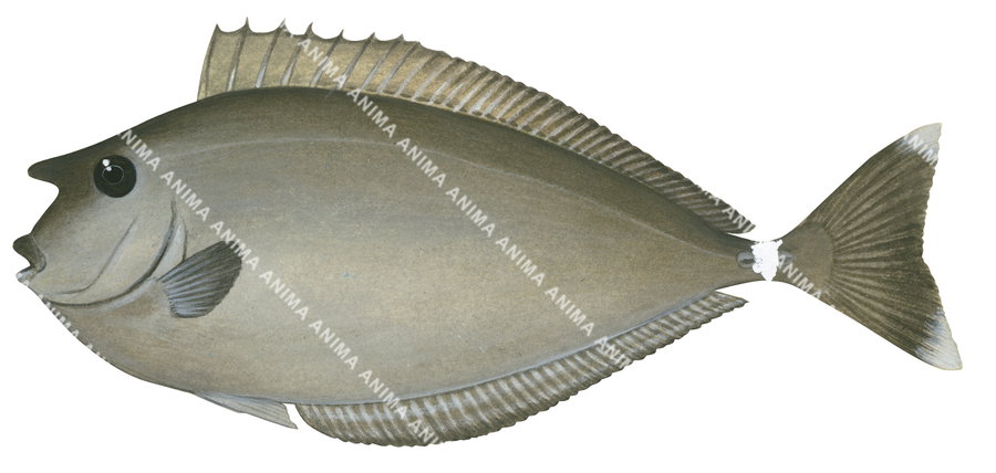 Ringtail Unicornfish