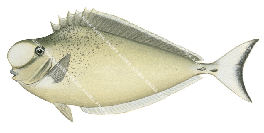 Humpnose Unicornfish