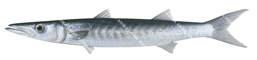 Military Barracuda