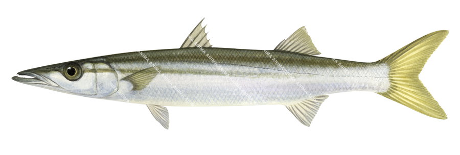 An illustration of the Striped Barracuda on white background, side view with its body mainly silver, grey and a yellow fin.