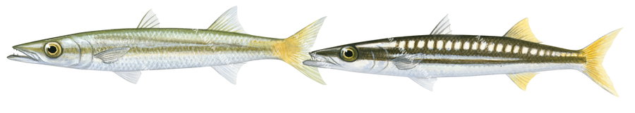 Striped Barracuda,Male and Female
