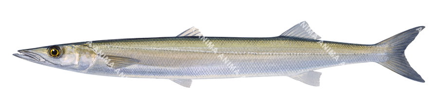 an accurate illustration of a Snook on white background, side view with a long body, pointed head and silvery, yellow colour.