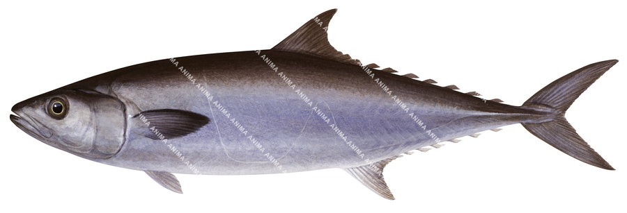 A colourfull, realistic illustration of the Escolar,Lepidocybium flavobrunneus, side view and white background.