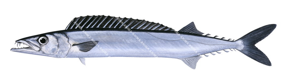An illustration of the Barracouta on white background, side view