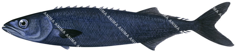 An detailed illustration of an Oilfish on white background, side view with its oblong dark grey and black colour.