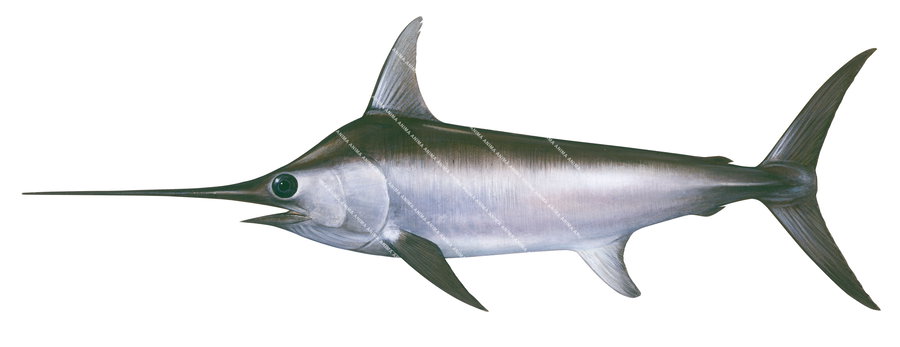 Scientifically accurate illustration of the Swordfish,Xiphias gladius with its long silvery body and a very long and pointy nose.