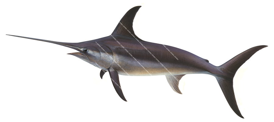 Arealistic illustration of the Swordfish in alive position,Xiphias gladius on white background side view.Its body mainly brown colour.