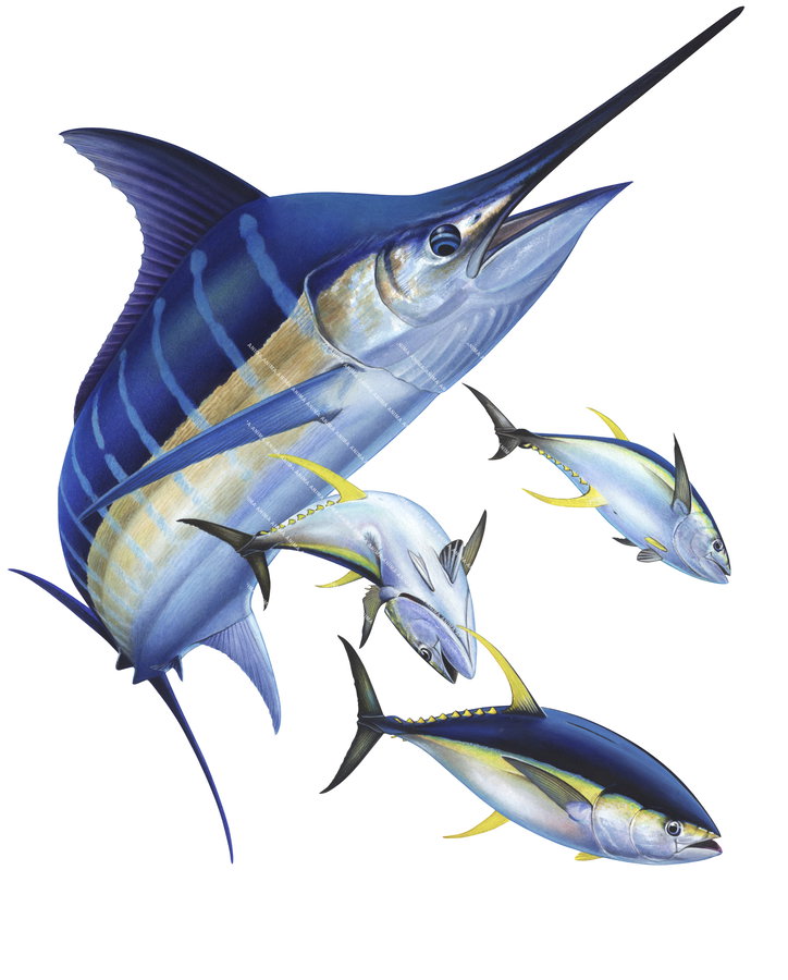 Fish illustration of the Blue Marlin chasing tunas on white background with predominantly blue, white colouring.