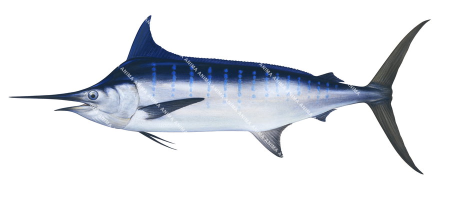 A scientific illustration of the Blue Marlin showing the fish in profile with a elongated body and a distinctive sword-like extension.