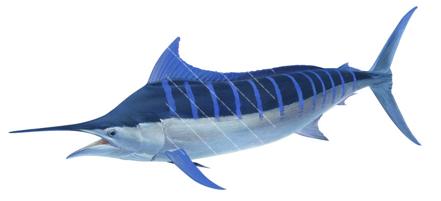 A realistic illustration of a blue marlin fish in an alive position, with a blue and white colour scheme.