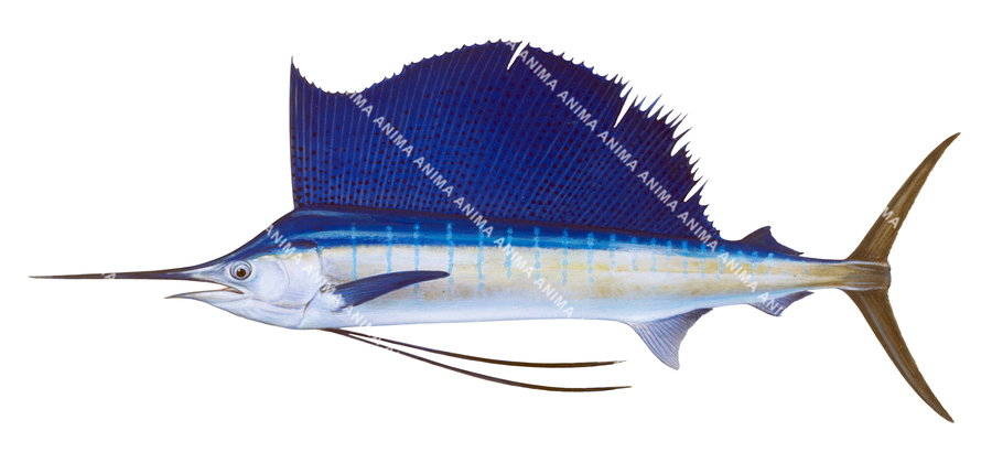 Illustration of a Sailfish fish by Roger Swainston, showing the fish in profile with a slender, elongated body and a distinctive sword-like extension and a large and extended dorsal fin.