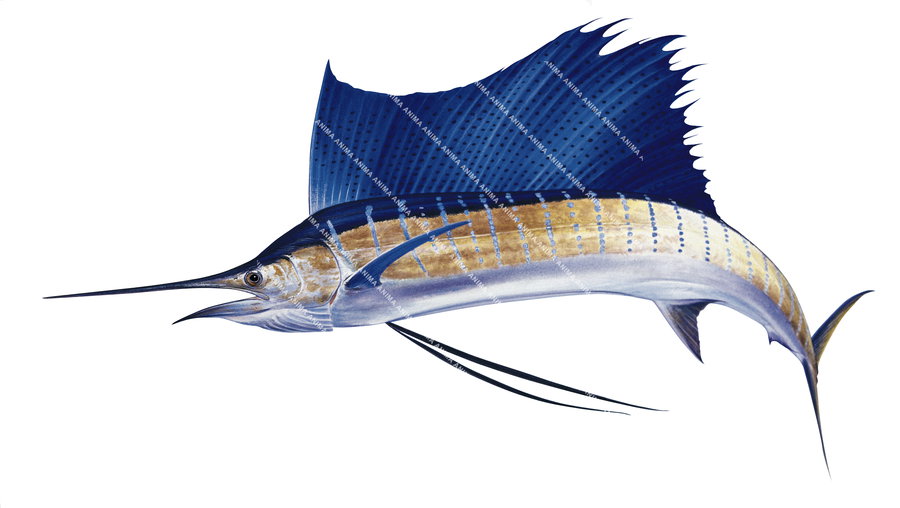 Realistic, colourful illustration of the Sailfish,Istiophorus platypterus, jumping, side view.
