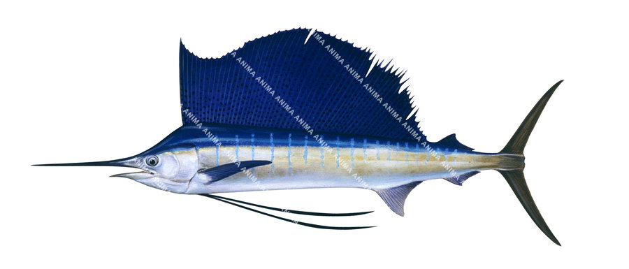 A fish illustration of a sailfish with a blue and light brown body, turquoise back and a deployed fin.