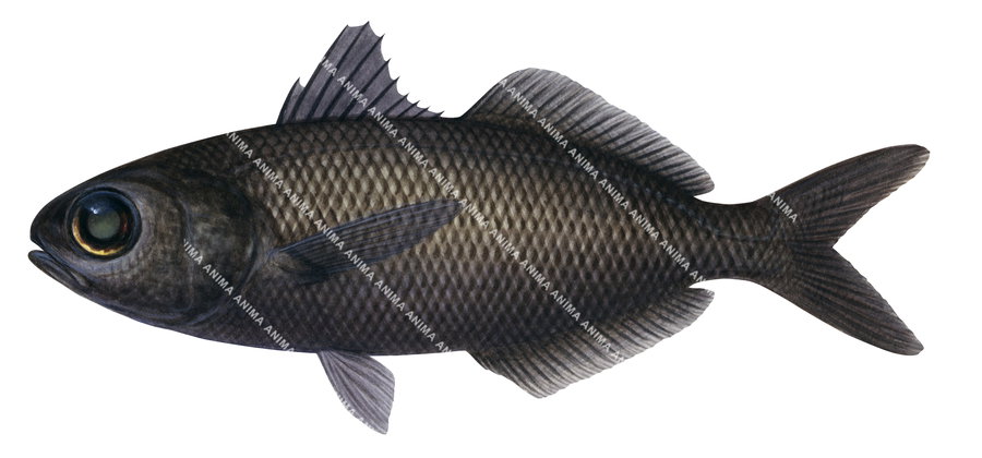 fish illustration of the Coastal Cubehead,Cubiceps whiteleggi, colourfull, side view.