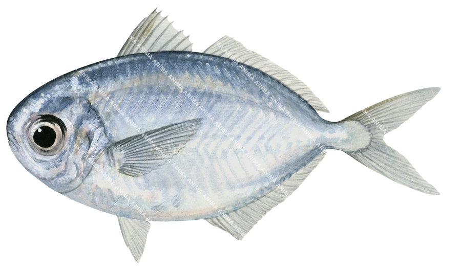 A fish illustration of the Deepsea Indian Driftfish,Ariomma indicum, side view on white background.