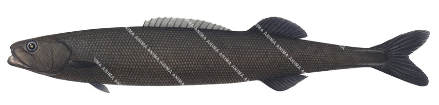 fish illustration of the Smalleye Squaretail,Tetragonurus cuvieri, side view.