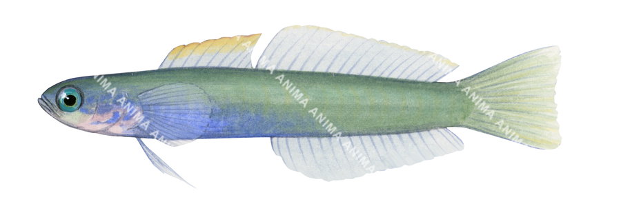 A detailed illustration of the Greeneye Dartgoby on white background, side view, mainly blue and green body colours, the fish eyes are green.