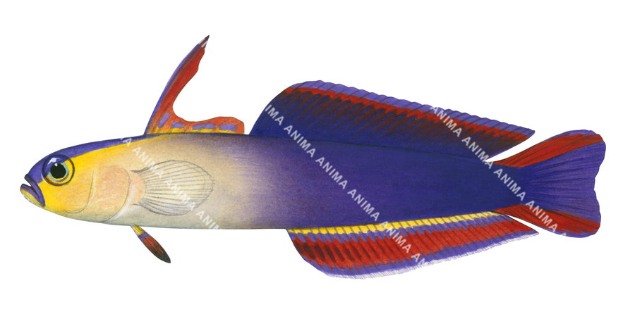 A fish illustration of the Purple Firegoby with an elongate multicolour body shown in profile against a white background.