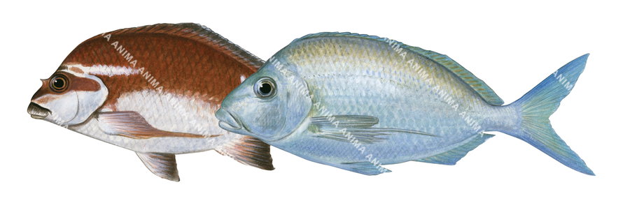 Red and Grey Morwongs