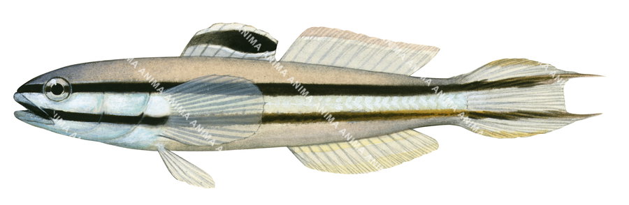 An illustration of the Blacklined glider goby fish with a predominantly white and brown body, with two horizontal black lines.