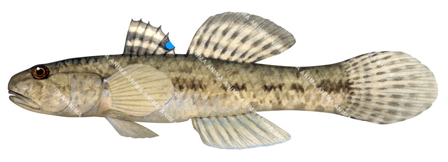A detailed illustration of the Bluespot Goby on white background with a mottled brown colour body with a blue spot on its dorsal fin.