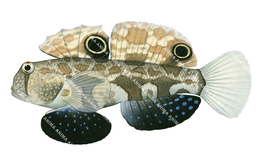 Illustration of a Crab-eye Goby fish with a camouflaged body and two large black and yellow spots on the two dorsal fins.