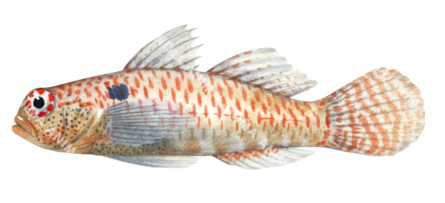 Shouldermark Eviota,